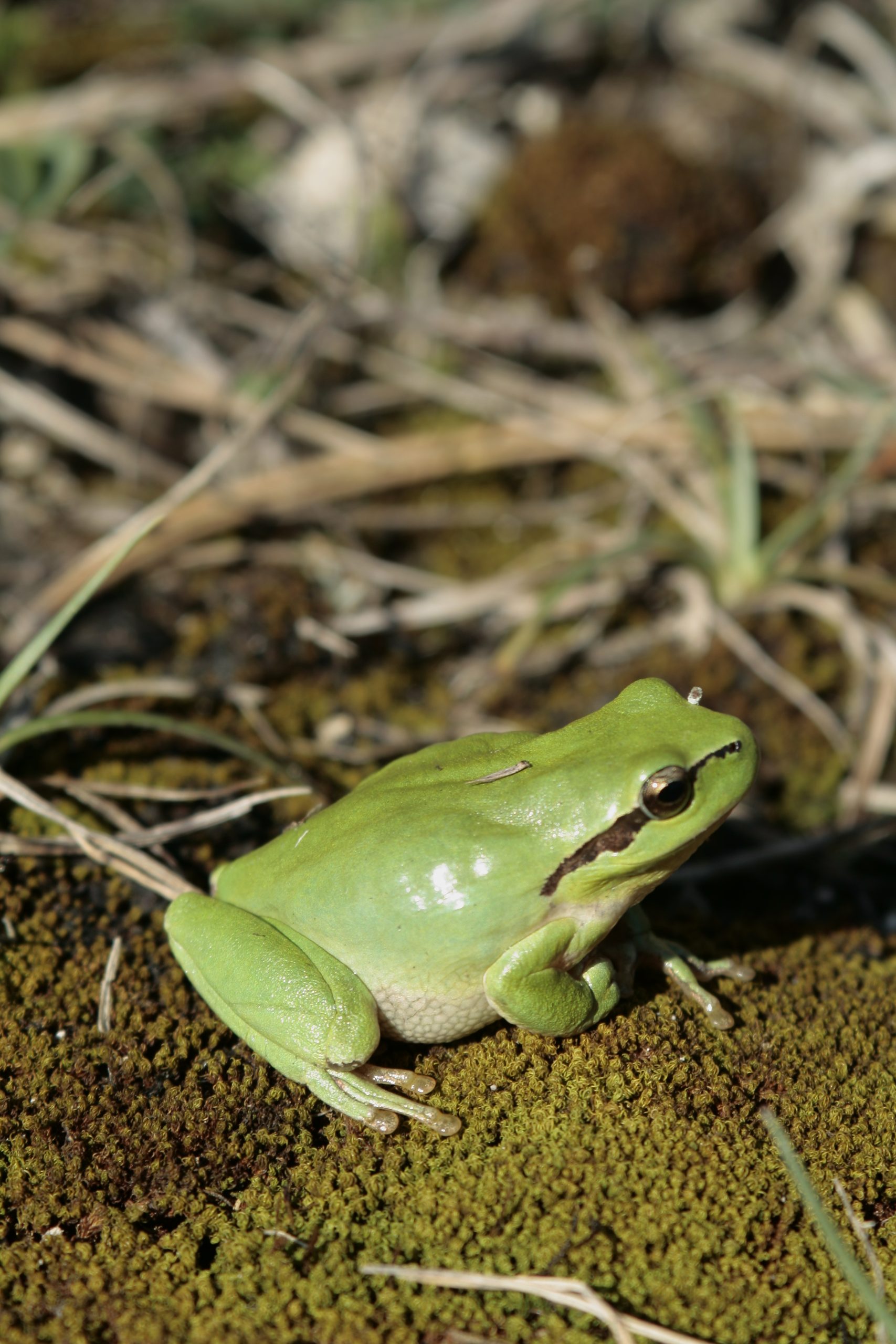 rainette méridionale©charente nature